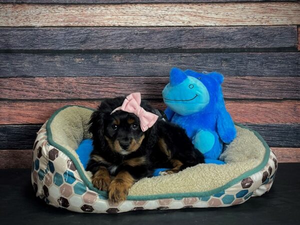 Cavalier King Charles Spaniel/Poodle-DOG-Female-Black and Tan-24766-Petland Scottsdale, Arizona