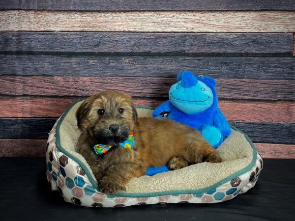 Soft Coated Wheaten Terrier/Poodle-DOG-Male-Wheaten-24751-Petland Scottsdale, Arizona