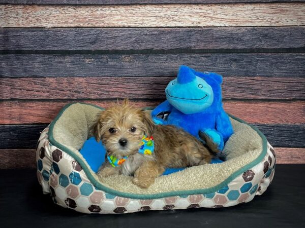 Maltese/Yorkshire Terrier-DOG-Male-Gold-24754-Petland Scottsdale, Arizona