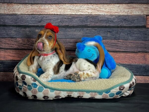 Basset Hound-DOG-Female-Black Brown and White-24763-Petland Scottsdale, Arizona