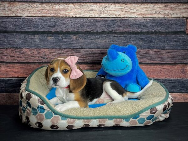 Beagle-DOG-Female-Black Fawn and White-24764-Petland Scottsdale, Arizona