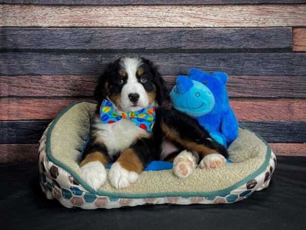 Bernese Mountain Dog-DOG-Male-Black and Rust-24765-Petland Scottsdale, Arizona