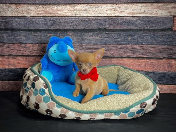Chihuahua-DOG-Male-Red-24740-Petland Scottsdale, Arizona