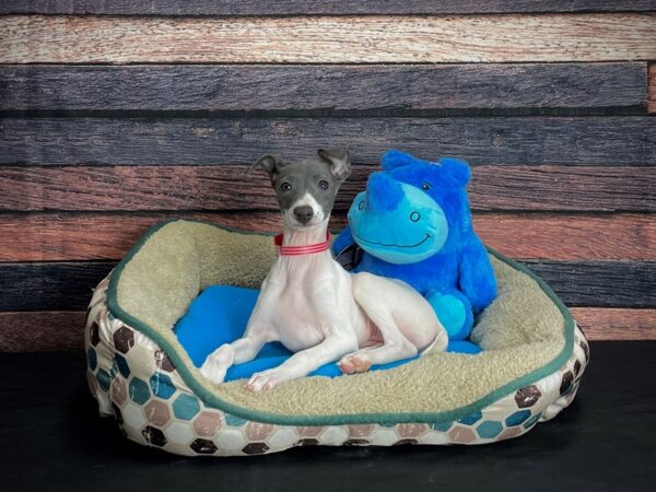 Italian Greyhound-DOG-Female-White-24743-Petland Scottsdale, Arizona