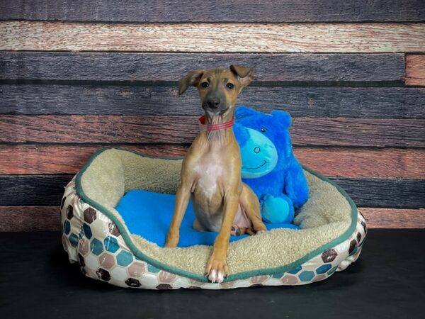 Italian Greyhound-DOG-Female-Fawn-24744-Petland Scottsdale, Arizona