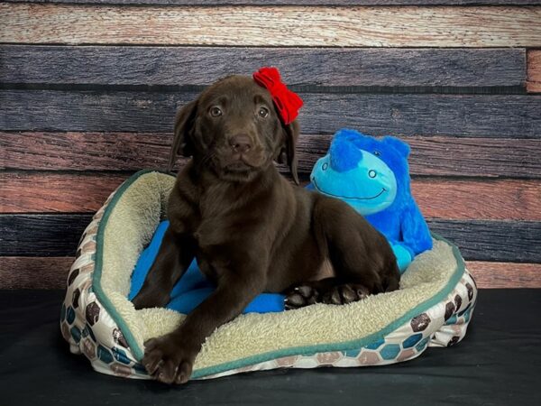 Labrador Retriever-DOG-Female-Chocolate-24756-Petland Scottsdale, Arizona