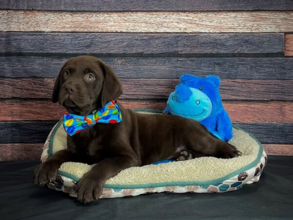 Labrador Retriever-DOG-Male-Chocolate-24757-Petland Scottsdale, Arizona