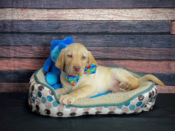 Labrador Retriever-DOG-Male-Yellow-24745-Petland Scottsdale, Arizona