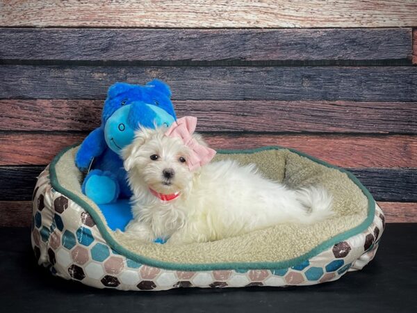 Maltese-DOG-Female-White-24758-Petland Scottsdale, Arizona
