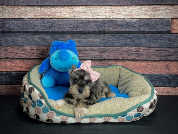 Miniature Schnauzer-DOG-Female-Black and Silver-24759-Petland Scottsdale, Arizona
