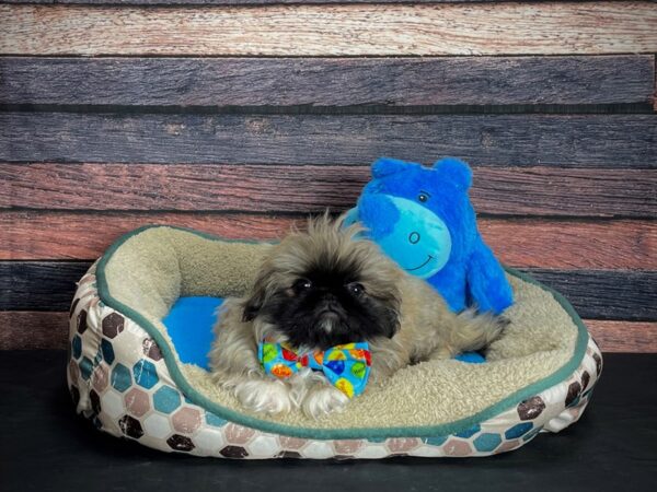 Pekingese-DOG-Male-Sable-24760-Petland Scottsdale, Arizona