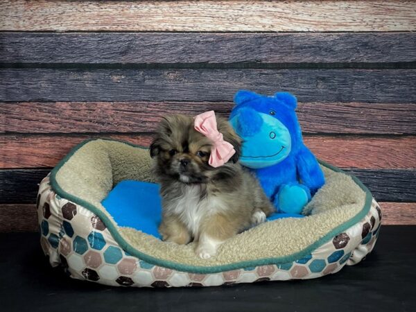 Pekingese-DOG-Female-Red Sable-24746-Petland Scottsdale, Arizona