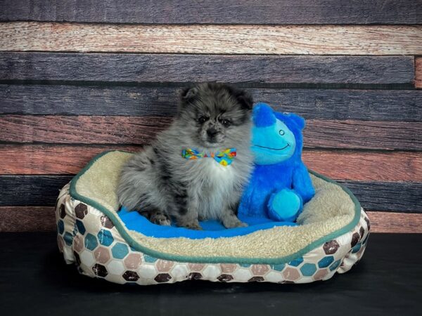 Pomeranian-DOG-Male-Blue Merle-24748-Petland Scottsdale, Arizona