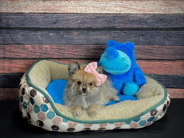 Pomeranian-DOG-Female-Red Sable-24747-Petland Scottsdale, Arizona