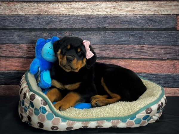 Rottweiler-DOG-Female-Black and Rust-24761-Petland Scottsdale, Arizona