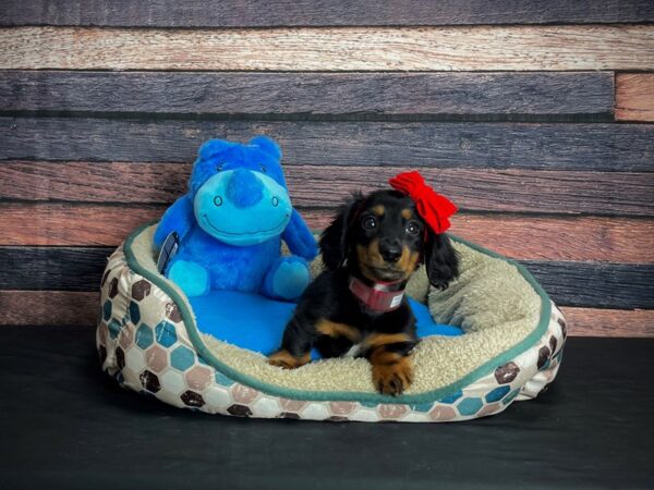 Dachshund-DOG-Female-Black and Tan-24755-Petland Scottsdale, Arizona