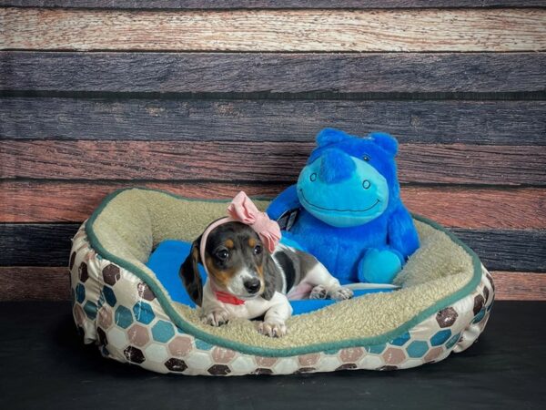 Dachshund-DOG-Female-Silver / Tan-24742-Petland Scottsdale, Arizona