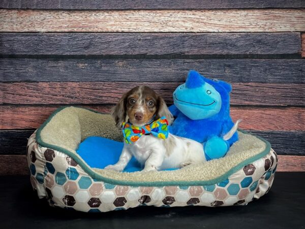 Dachshund-DOG-Male-Chocolate / Tan-24741-Petland Scottsdale, Arizona
