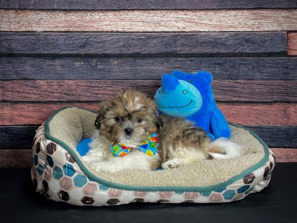 Shih Tzu-DOG-Male-Gold and White-24762-Petland Scottsdale, Arizona