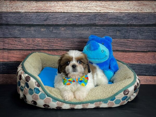 Shih Tzu-DOG-Male-Red / White-24749-Petland Scottsdale, Arizona