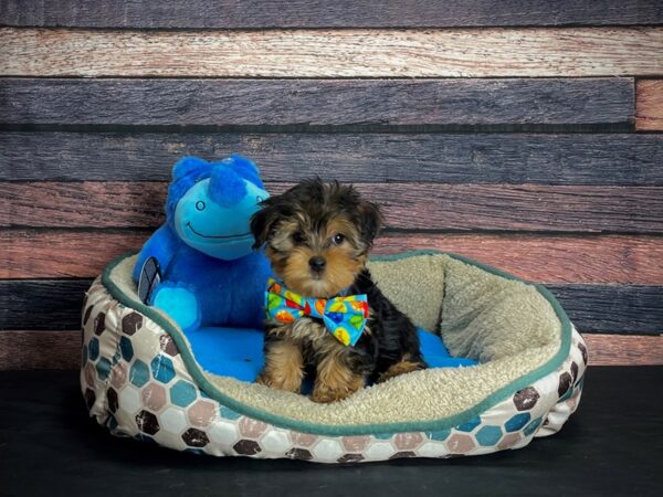 Yorkshire Terrier-DOG-Male-Black / Tan-24750-Petland Scottsdale, Arizona
