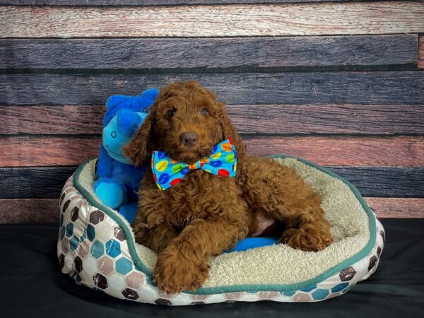 Standard Poodle-DOG-Male--24771-Petland Scottsdale, Arizona