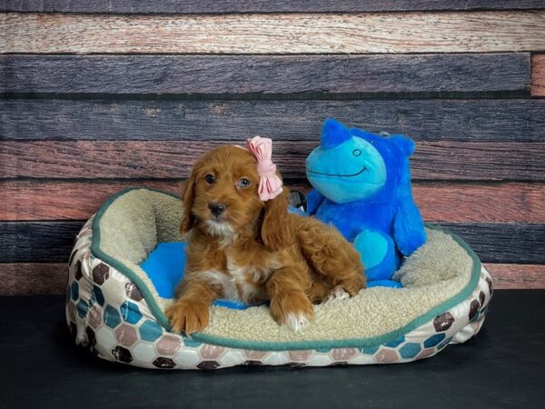 Cocker Spaniel/Poodle-DOG-Female--24770-Petland Scottsdale, Arizona