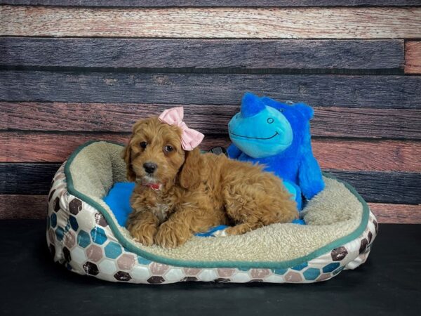 Cocker Spaniel/Poodle-DOG-Female--24769-Petland Scottsdale, Arizona