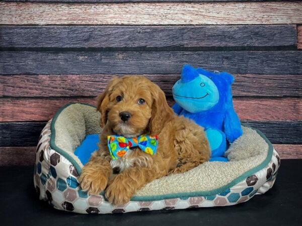 Cocker Spaniel/Poodle-DOG-Male--24768-Petland Scottsdale, Arizona
