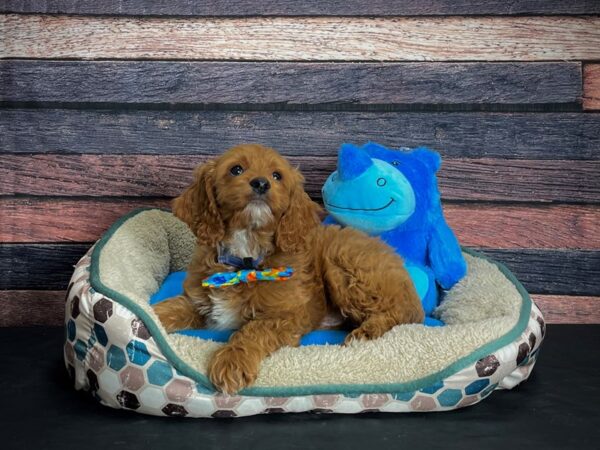 Cocker Spaniel/Poodle-DOG-Male--24767-Petland Scottsdale, Arizona
