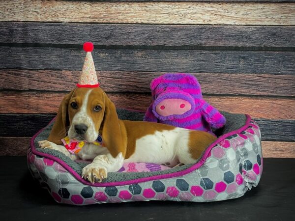 Basset Hound-DOG-Male-Red / White-24772-Petland Scottsdale, Arizona