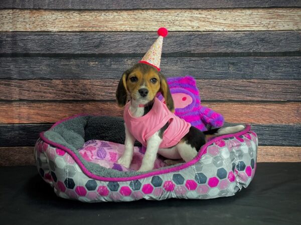 Beagle-DOG-Female-Black White and Tan-24784-Petland Scottsdale, Arizona