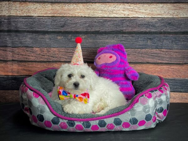 Bichon Frise-DOG-Male-White-24773-Petland Scottsdale, Arizona