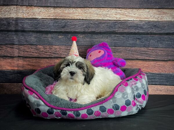 Bichon Frise/Shih Tzu-DOG-Female-Silver Gold and White-24794-Petland Scottsdale, Arizona
