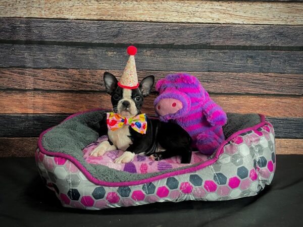 Boston Terrier-DOG-Male-Black and White-24785-Petland Scottsdale, Arizona