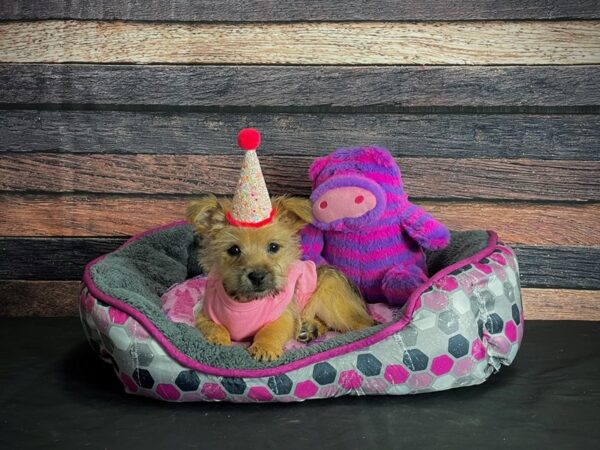 Cairn Terrier-DOG-Female-Red Wheaten-24786-Petland Scottsdale, Arizona