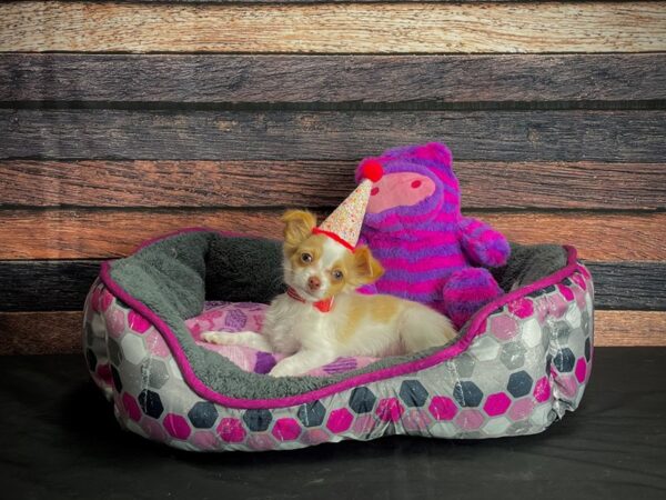 Chihuahua-DOG-Female-Red-24774-Petland Scottsdale, Arizona