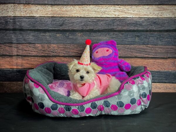 Coton De Tulear-DOG-Female-White-24792-Petland Scottsdale, Arizona