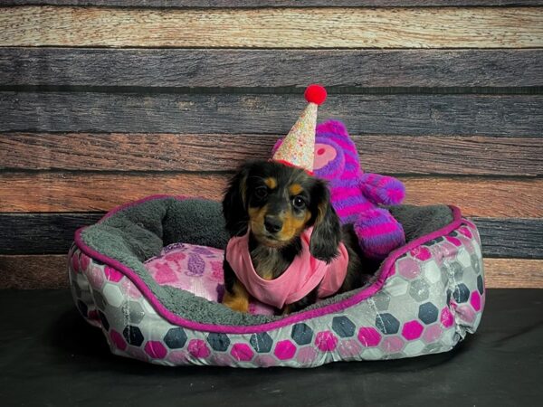 Dachshund-DOG-Female-Black and Silver Dapple-24787-Petland Scottsdale, Arizona