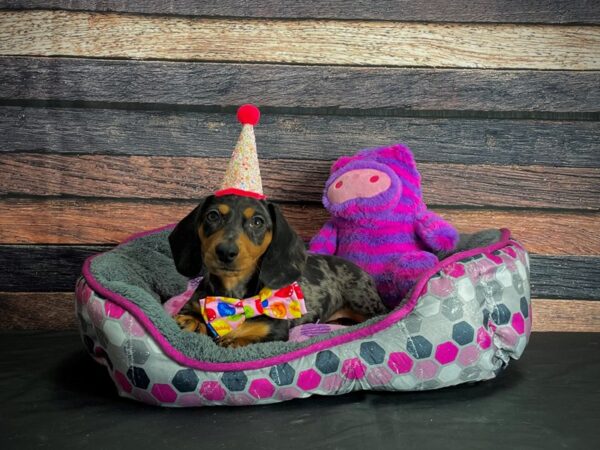 Dachshund-DOG-Male-Black / Silver-24775-Petland Scottsdale, Arizona