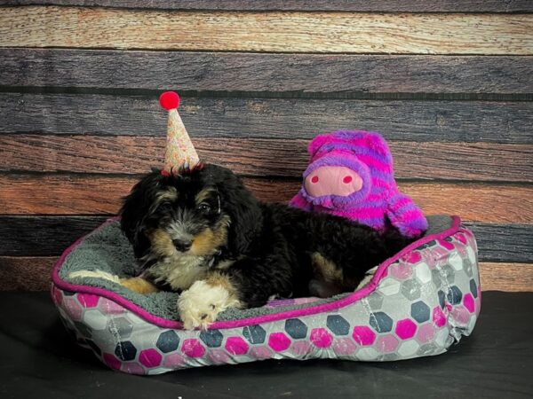 F1 Mini Bernadoodle-DOG-Female-Tri Color-24793-Petland Scottsdale, Arizona