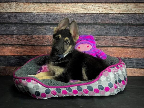 German Shepherd Dog-DOG-Male-Black / Tan-24782-Petland Scottsdale, Arizona
