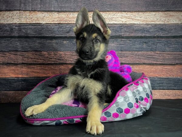 German Shepherd Dog-DOG-Male-Black / Tan-24783-Petland Scottsdale, Arizona