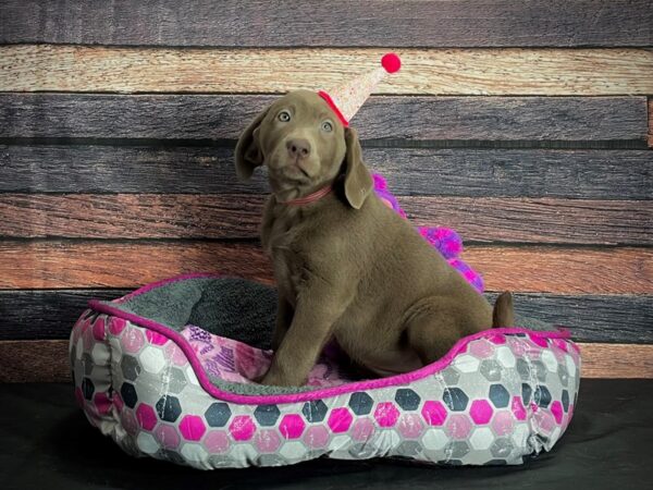 Labrador Retriever-DOG-Female-Chocolate-24789-Petland Scottsdale, Arizona