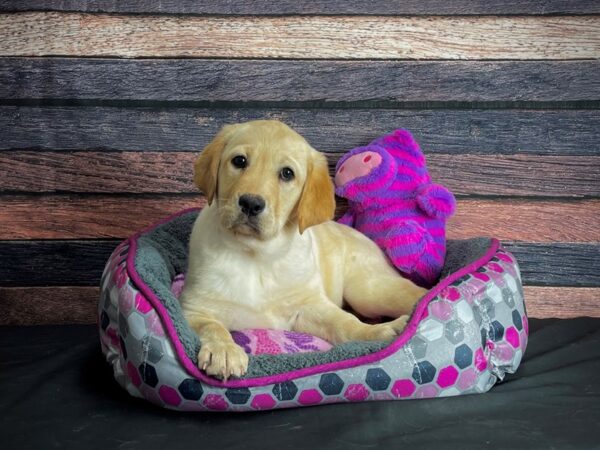 Labrador Retriever-DOG-Female-Yellow-24776-Petland Scottsdale, Arizona