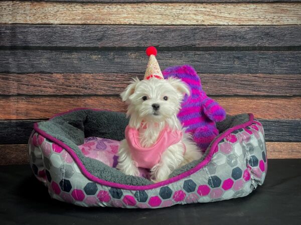 Maltese-DOG-Female-White-24777-Petland Scottsdale, Arizona