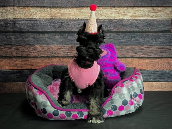 Miniature Schnauzer-DOG-Female-Black and Silver-24790-Petland Scottsdale, Arizona
