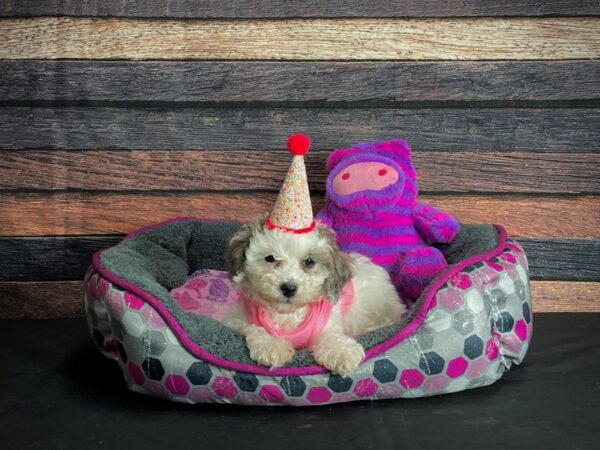 Poodle-DOG-Female-Merle-24781-Petland Scottsdale, Arizona