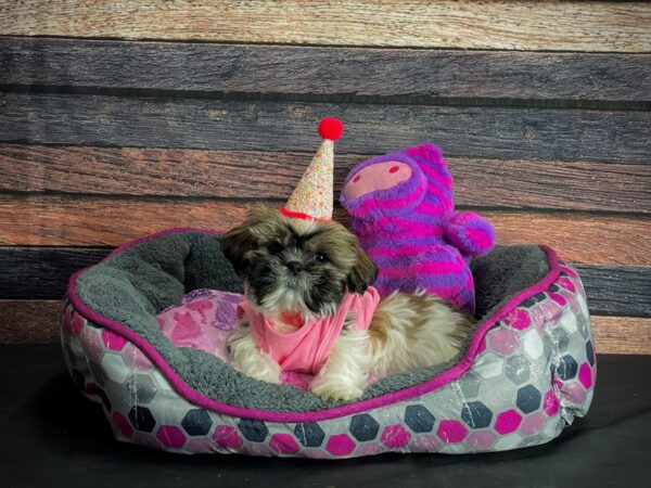 Shih Tzu-DOG-Female-White / Gold-24778-Petland Scottsdale, Arizona