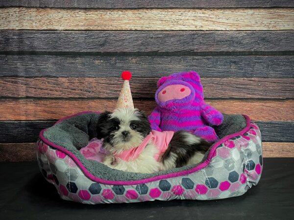 Shih Tzu-DOG-Female-Brindle / White-24779-Petland Scottsdale, Arizona